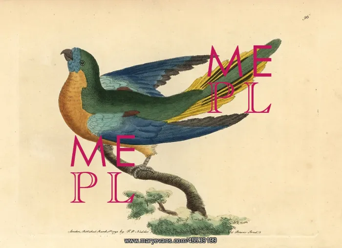 : Turquoise parrot, Neophema pulchella : Turquoise parrot, Neophema pulchella