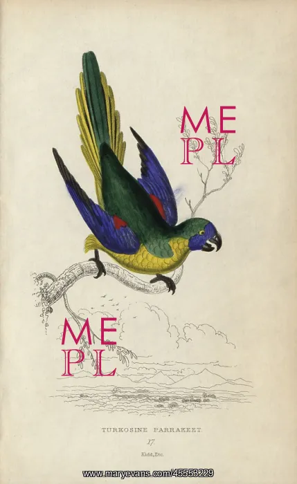 : Turquoise parrot, Neophema pulchella : Turquoise parrot, Neophema pulchella