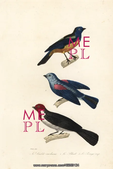 : Turquoise tanager, blue-grey tanager, and red-capped : Turquoise tanager, blue-grey tanager, and red-capped