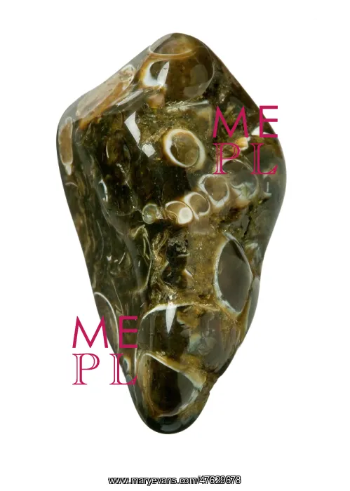 : Turritella agate : Turritella agate