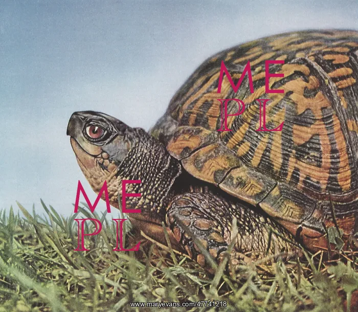 : Turtle : Turtle