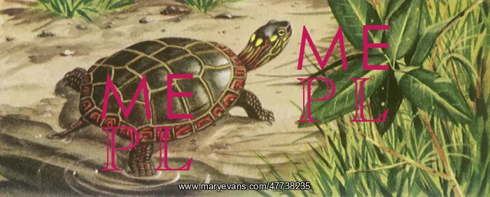  : Turtle creeps out of Pond