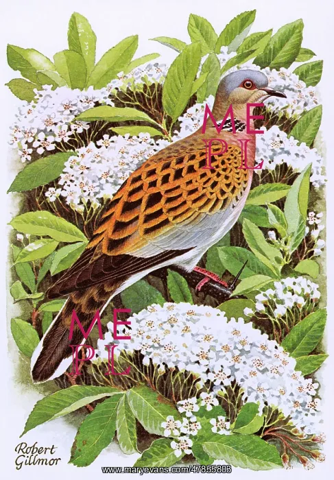: TURTLE DOVE : TURTLE DOVE