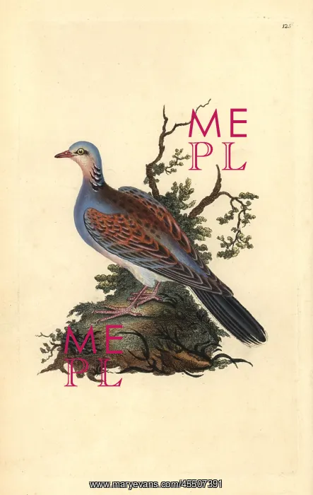 : Turtle dove, Streptopelia turtur : Turtle dove, Streptopelia turtur