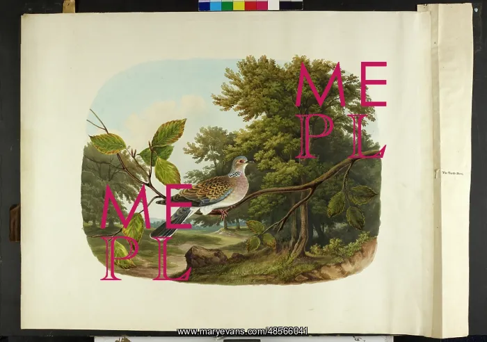 : The turtle dove Streptopelia turtur : The turtle dove Streptopelia turtur