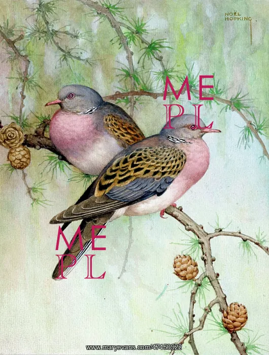  : Two turtle doves on a pine tree