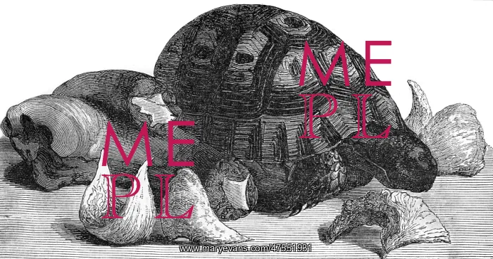 : Turtle, swallow's nests and oxtail : Turtle, swallow's nests and oxtail