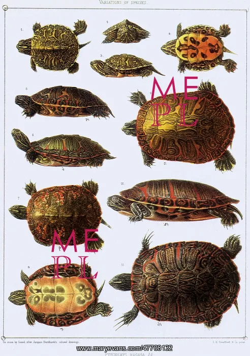  : Turtles