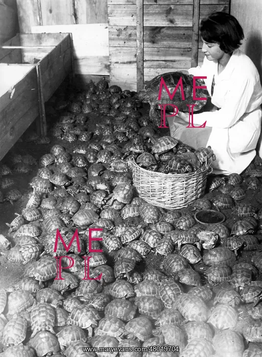 : Turtles. Pet keeper with turtles. The photograph was made around 1930 : Turtles. Pet keeper with turtles. The photograph was made around 1930