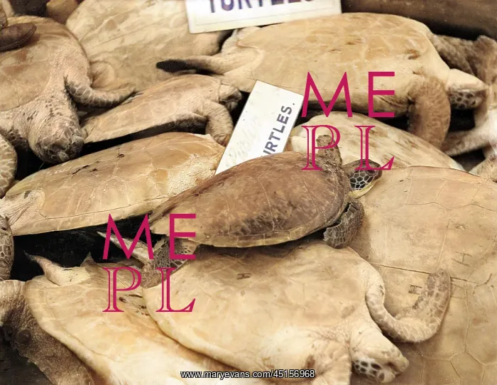 : TURTLES FOR SOUP : TURTLES FOR SOUP