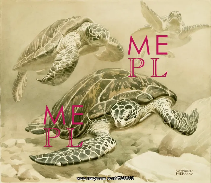 : Three turtles swimming underwater : Three turtles swimming underwater