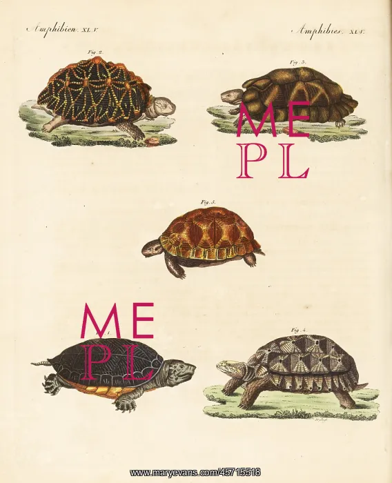 : Turtles and tortoises : Turtles and tortoises
