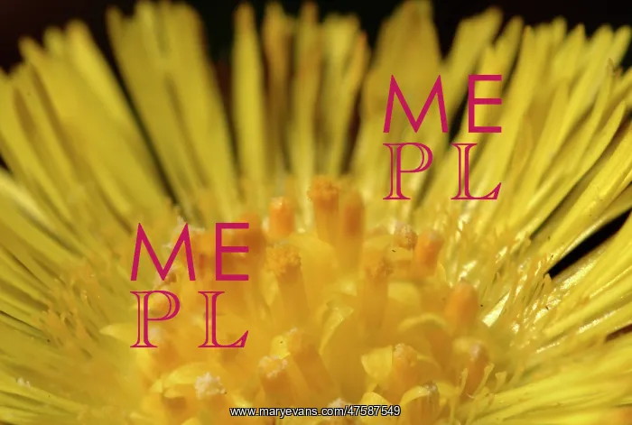 : Tussilago farfara, coltsfoot : Tussilago farfara, coltsfoot