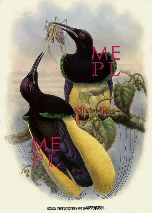 : Twelve-wired Birds of Paradise : Twelve-wired Birds of Paradise