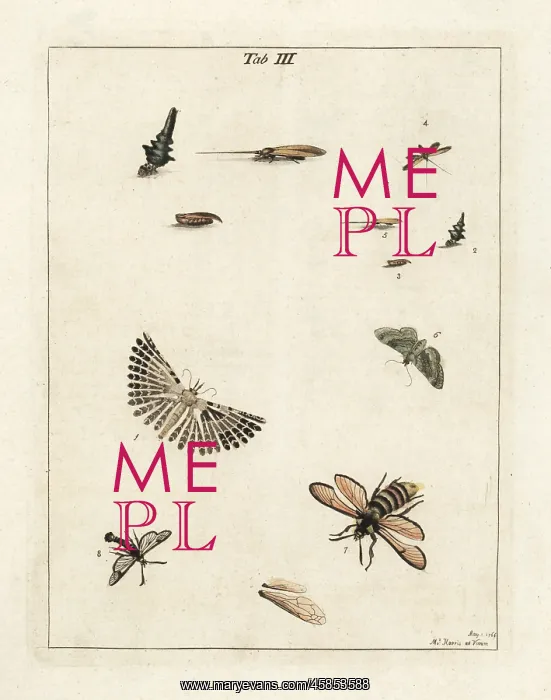 : Twenty-plume moth and other moths : Twenty-plume moth and other moths