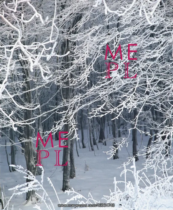 : Twigs in winter : Twigs in winter