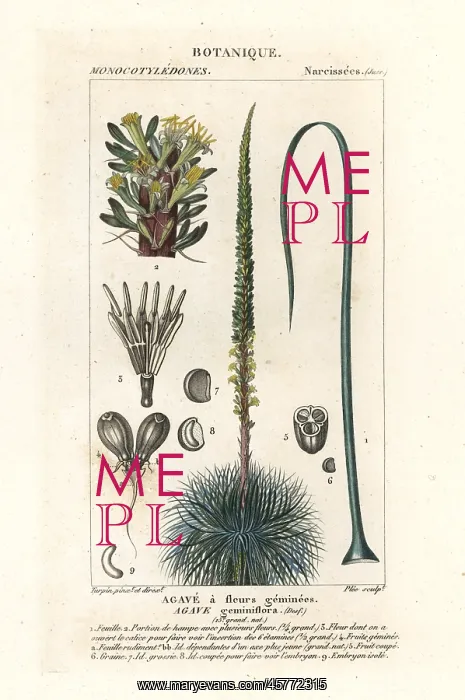 : Twin flowered agave, Agave geminiflora : Twin flowered agave, Agave geminiflora