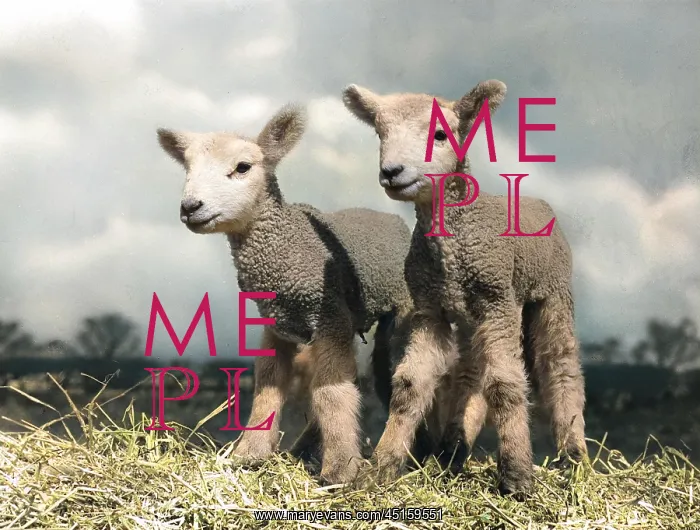  : TWIN LAMBS