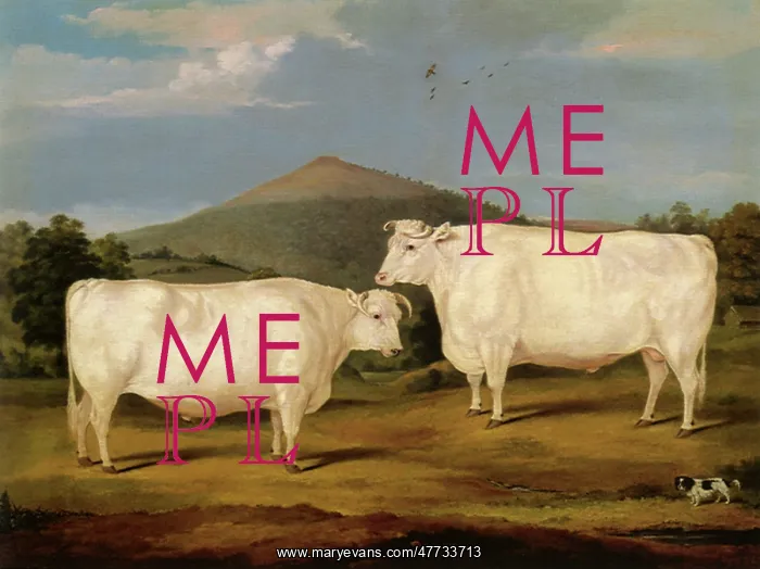  : Twin White Oxen