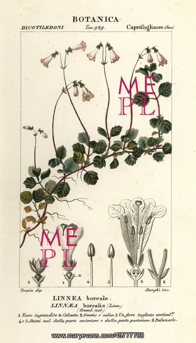 : Twinflower, Linnaea borealis : Twinflower, Linnaea borealis