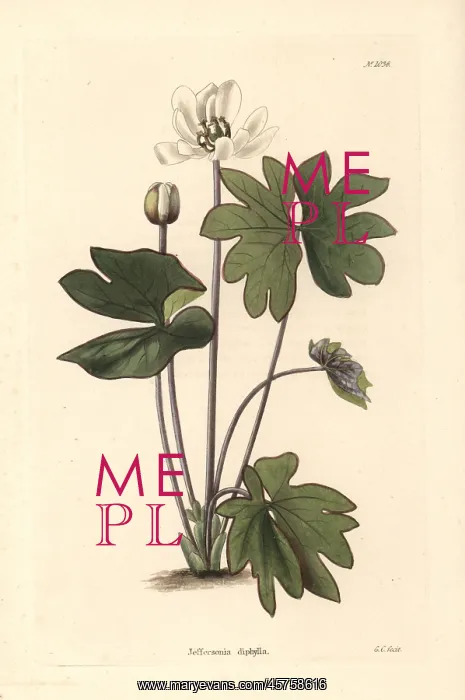 : Twinleaf or rheumatism root, Jeffersonia diphylla : Twinleaf or rheumatism root, Jeffersonia diphylla
