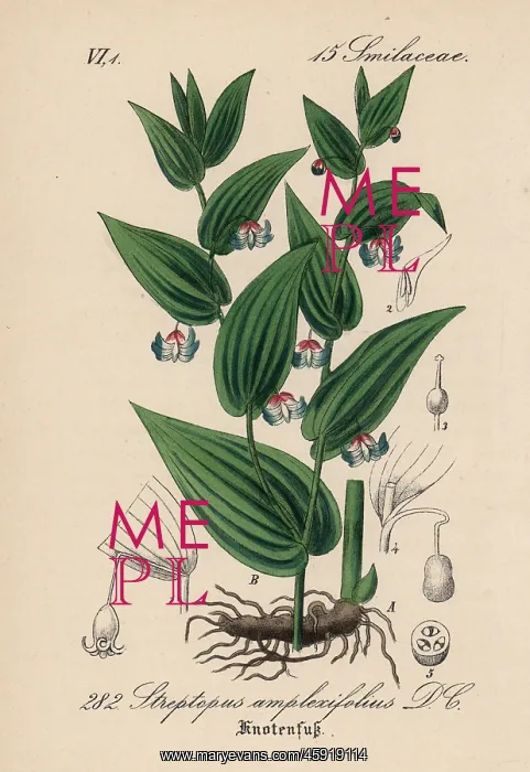 : Twistedstalk, Streptopus amplexifolius : Twistedstalk, Streptopus amplexifolius