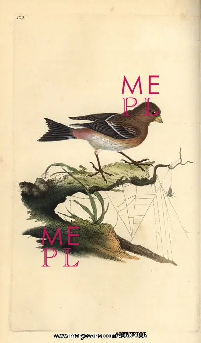 : Twite, Carduelis flavirostris : Twite, Carduelis flavirostris