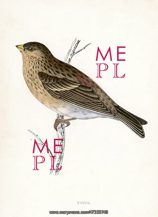  : TWITE (MORRIS)