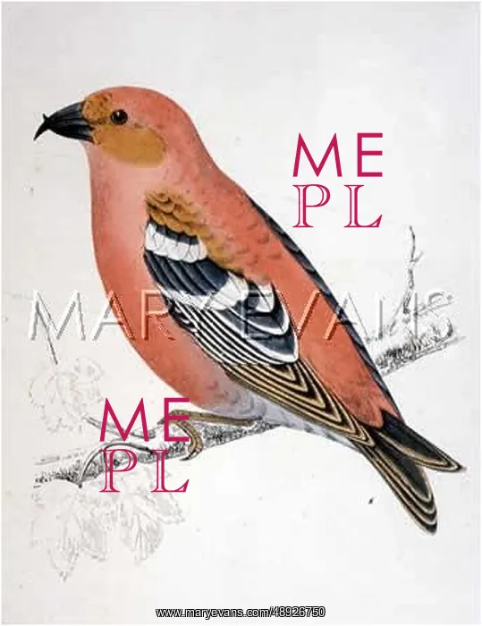  : TWO-BARRED CROSSBILL