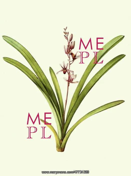 : Two-Colored Orchidaceae : Two-Colored Orchidaceae