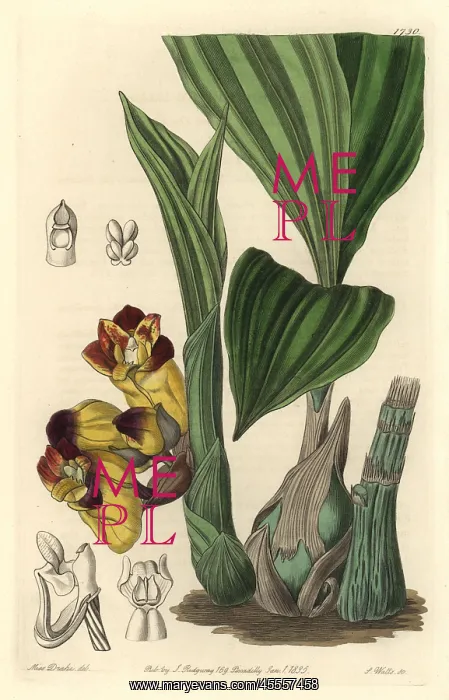 : Two-coloured barrel-orchis, Acanthophippium bicolor : Two-coloured barrel-orchis, Acanthophippium bicolor