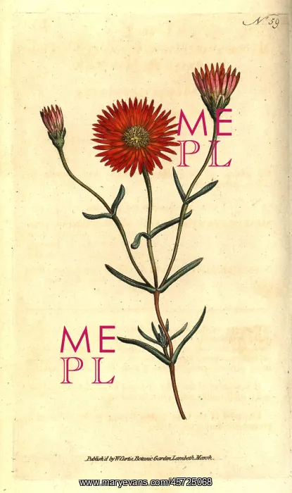 : Two-coloured fig marigold, Mesembryanthemum bicolorum : Two-coloured fig marigold, Mesembryanthemum bicolorum