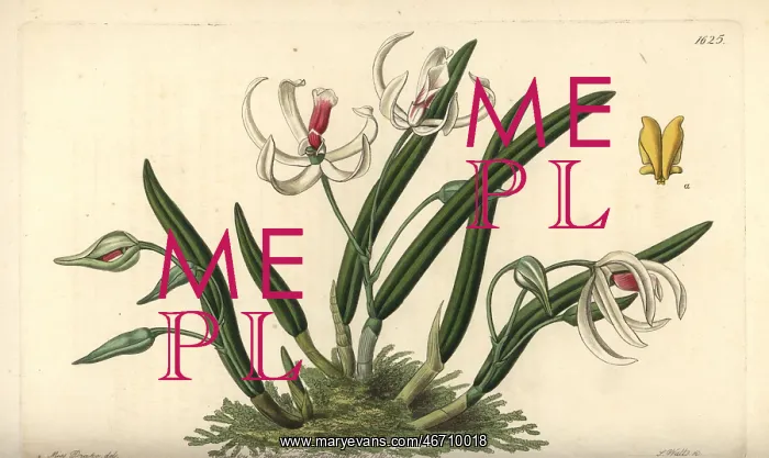 : Two-coloured leptotes orchid, Leptotes bicolor : Two-coloured leptotes orchid, Leptotes bicolor