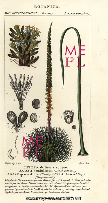 : Two-flowered agave, Dracaena boscii : Two-flowered agave, Dracaena boscii