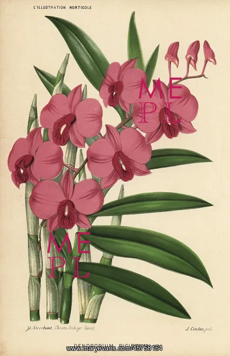 : Two-humped dendrobium orchid, Dendrobium bigibbum : Two-humped dendrobium orchid, Dendrobium bigibbum