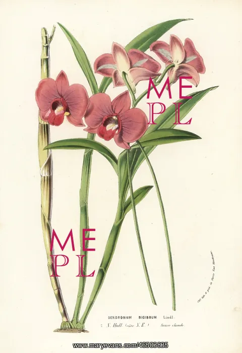 : Two-humped dendrobium orchid, Dendrobium bigibbum : Two-humped dendrobium orchid, Dendrobium bigibbum