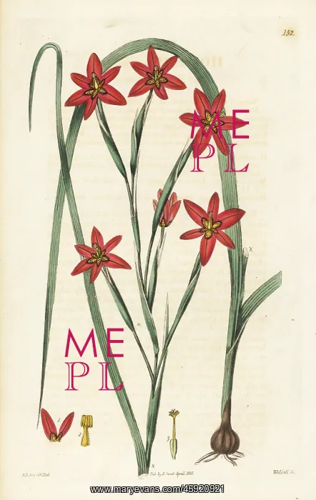 : Two-leaf cape tulip, Moraea miniata : Two-leaf cape tulip, Moraea miniata