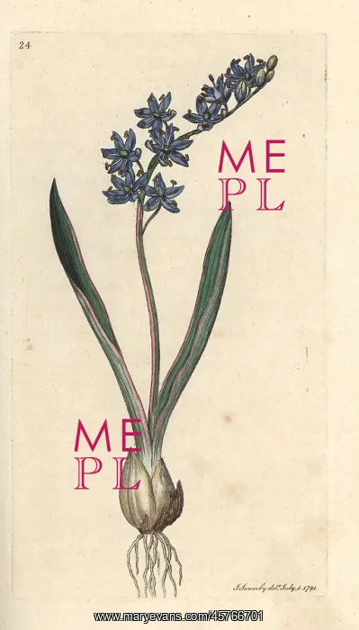 : Two-leaved squill, Scilla bifolia : Two-leaved squill, Scilla bifolia