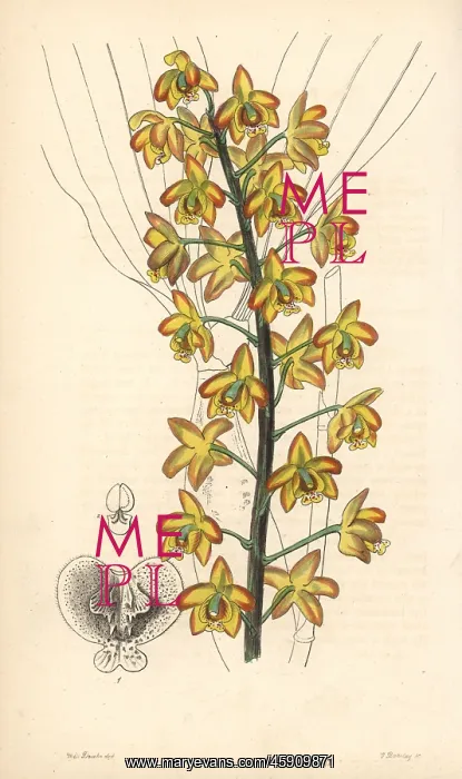 : Two-lobed eriops, Eriopsis biloba : Two-lobed eriops, Eriopsis biloba