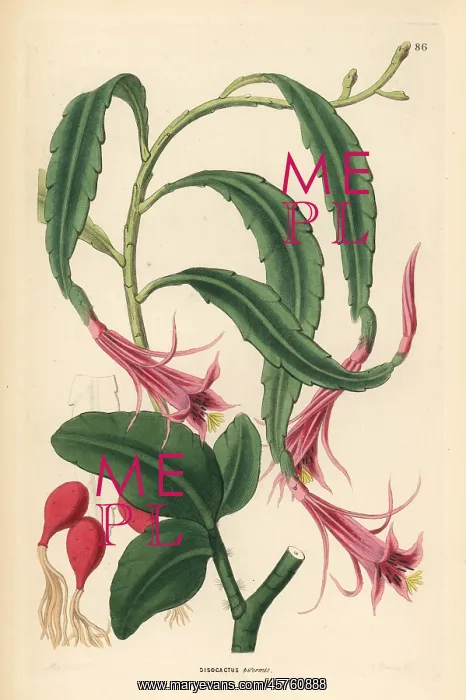 : Two-shaped torch-thistle, Disocactus biformis : Two-shaped torch-thistle, Disocactus biformis