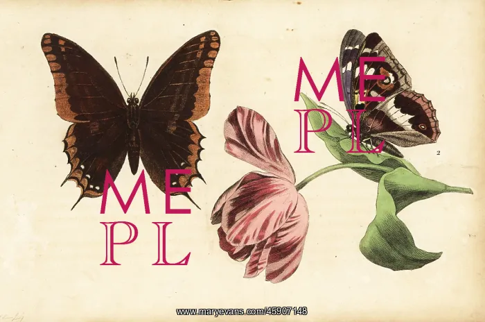 : Two-tailed pasha, Charaxes jasius 1 and purple : Two-tailed pasha, Charaxes jasius 1 and purple
