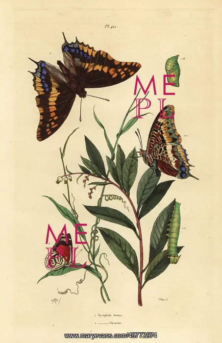 : Two-tailed pasha and Cramer's eighty-eight butterfly : Two-tailed pasha and Cramer's eighty-eight butterfly