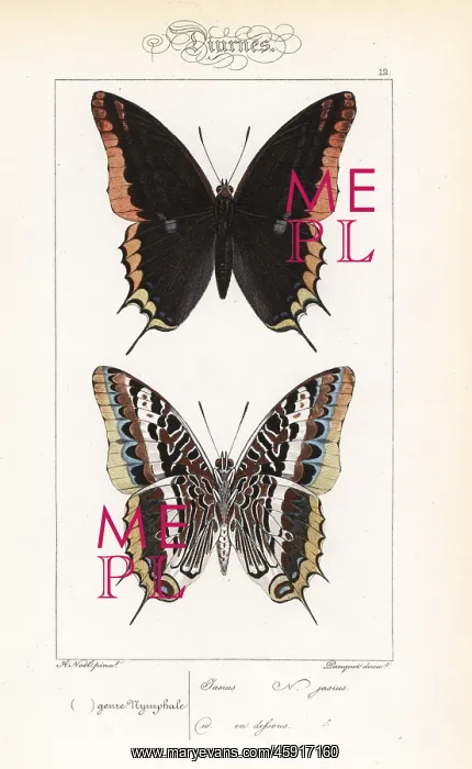 : Two-tailed pasha or foxy emperor, Charaxes jasius : Two-tailed pasha or foxy emperor, Charaxes jasius