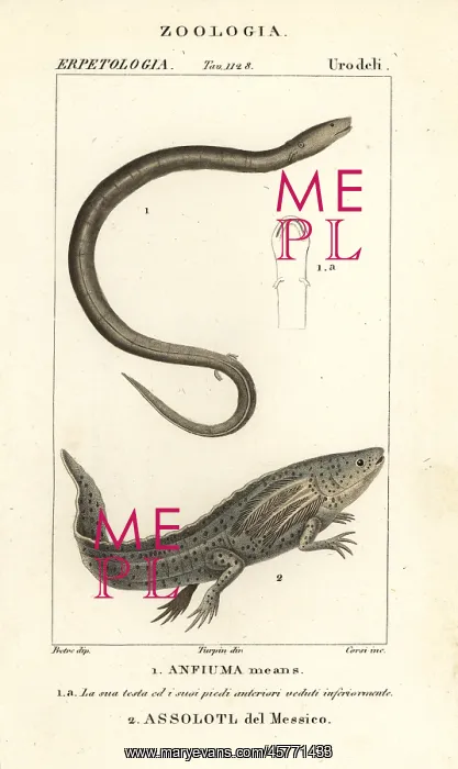 : Two-toed amphiuma and critically endangered axolotl : Two-toed amphiuma and critically endangered axolotl