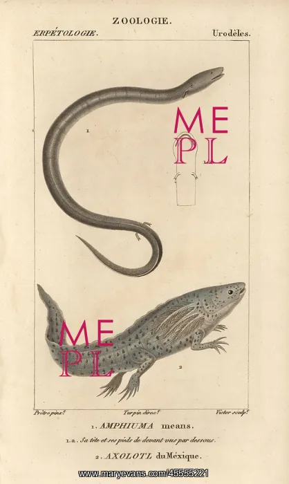 : Two-toed amphiuma and wooper looper or axolotl : Two-toed amphiuma and wooper looper or axolotl