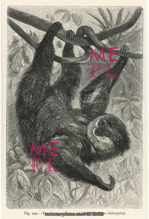 : TWO-TOED SLOTH : TWO-TOED SLOTH
