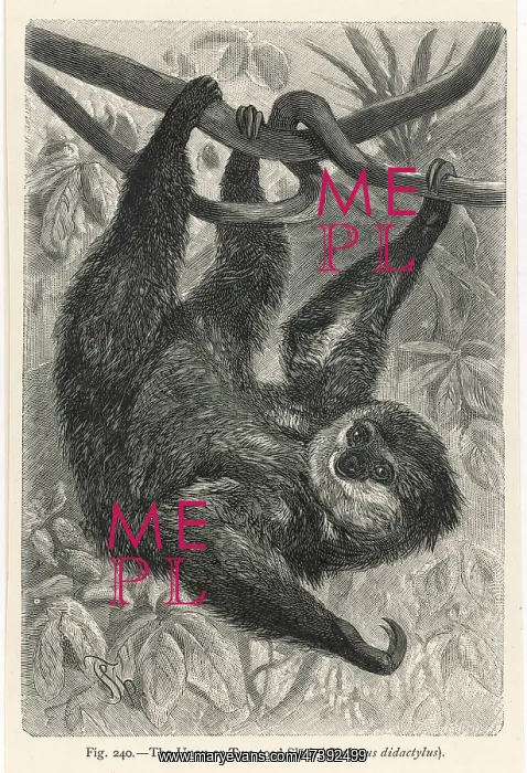: TWO-TOED SLOTH : TWO-TOED SLOTH