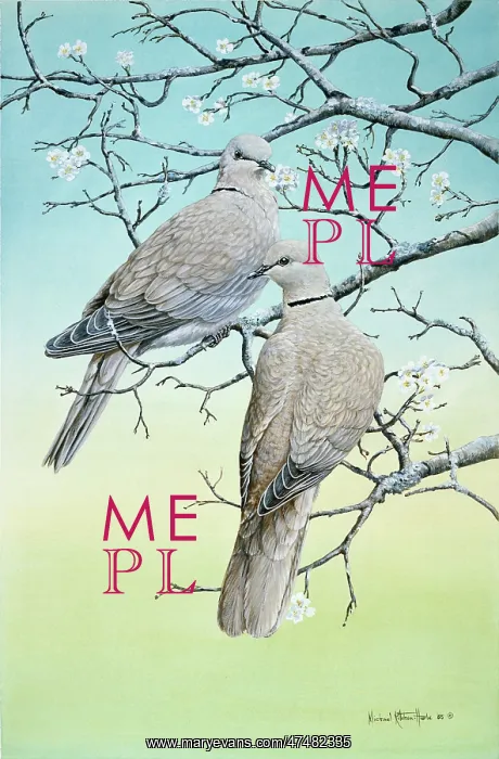 : Two's Company ' collared doves : Two's Company ' collared doves