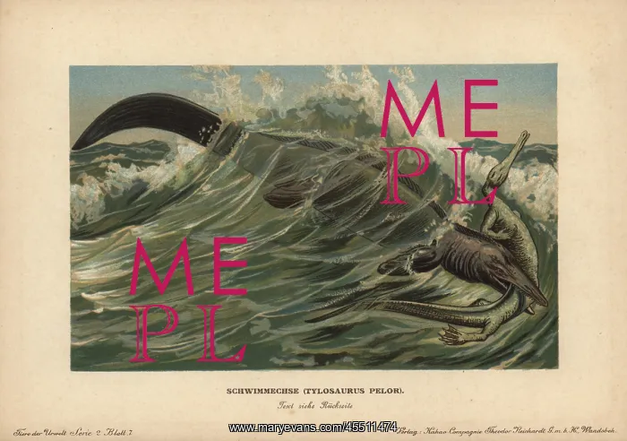 : Tylosaurus pelor, a type of mosasaur, a large : Tylosaurus pelor, a type of mosasaur, a large