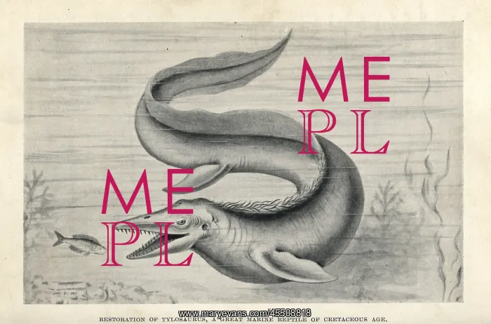 : Tylosaurus proriger : Tylosaurus proriger